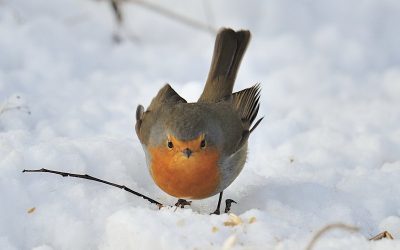 Die richtige Winterfütterung von Wildvögeln